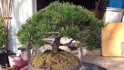 Bonsai jedeye - Mugo pine before-oNB4gTwk9K8