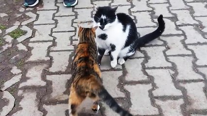 Un vrai mâle repousse les avances d'une chatte en chaleur