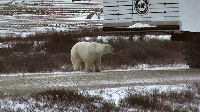 Polar Bear Sniffs Humans - Polar Bears Live Cam Highlight 10_27_17-GDj3D7I6HXw