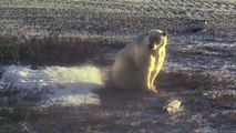 Polar Bear Standing on Hind Legs - Polar Bears Live Cam Highlight 10_24_17-6r1EuzXYbkY
