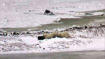 Polar Bears play with kelp - Polar Bears Live Cam Highlight 11_06_17-I1ldm8fPBN0