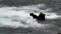 Root BEAR Float - Brooks Falls - Live Cam Highlight-GirhPoVN-nI