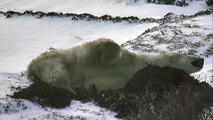 Sleepy Polar Bear - Polar Bears Live Cam Highlight 10_26_17-KPV5L7UzU6k