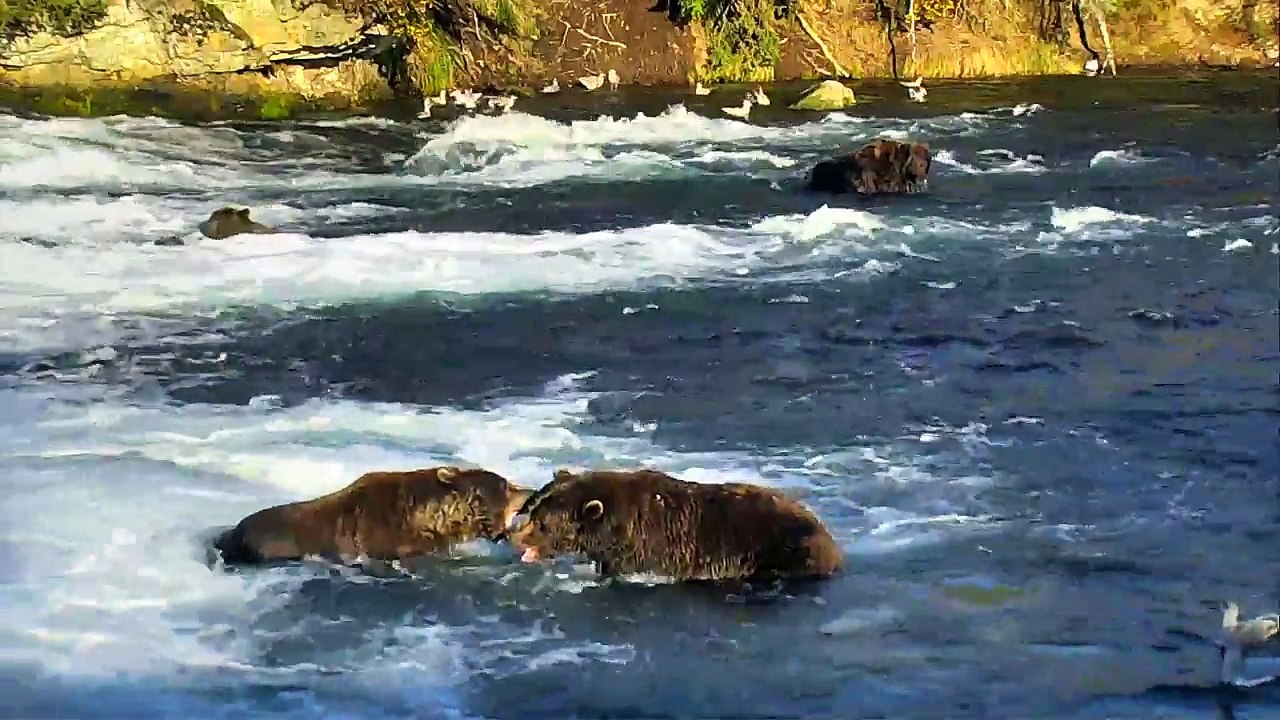 Two Bears Growl at Each Other - Brown Bear Live Cam Highlight 09.30.17-SgcLA_OHaoM