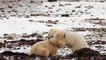 Wild Polar Bears Sparring-QCP1dQm5CGY