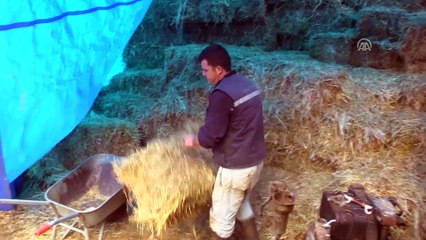 Fabrika işçisi çift, 'Genç Çiftçi Projesi' ile hayvancılığa başladı - BİLECİK