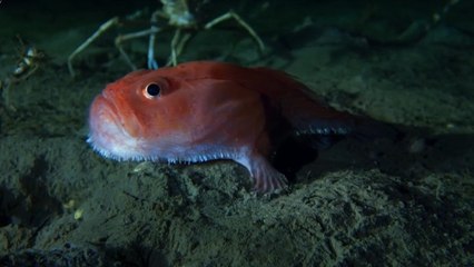 Okyanus Zemininde Yaşayan İlginç Canlılar