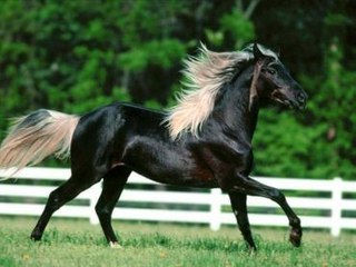 Les races de chevaux les plus rares