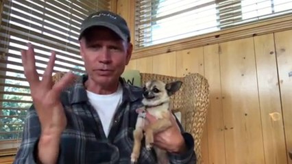 Un chihuahua un peu sur les nerfs