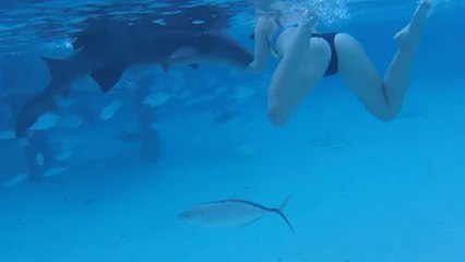 Une femme se fait mordre le poignet par un requin-nourrice