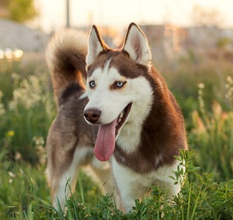 Les races de chiens préférées des Français