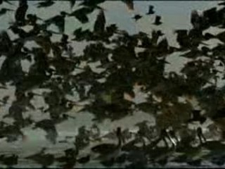 L'arche des déluges 1