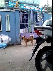 Un chien escalade un portail