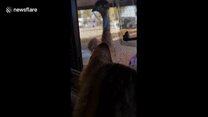 Cat gets owned by emu in Western Australia