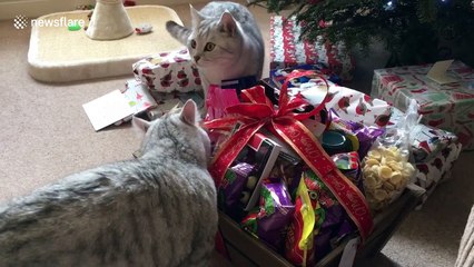 Cute cats in Santa suits get excited over Christmas presents