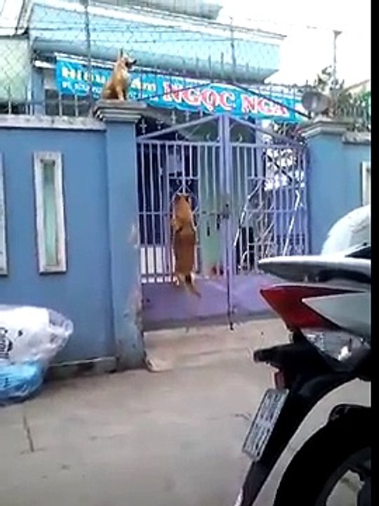Ce chien incroyable escalade un portail pour rentrer chez lui