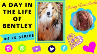 A DAY IN THE LIFE OF BENTLEY THE SHELTIE - #4 IN SERIES :)