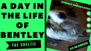 A DAY IN THE LIFE OF BENTLEY, THE SHELTIE - SHELTIE VIDEOS!
