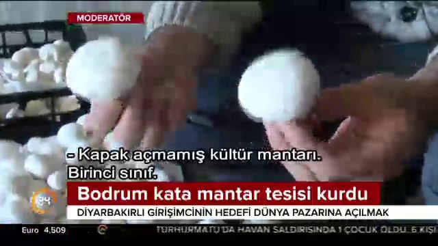 Bodrum kata mantar tesisi kurdu