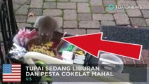 Tertangkap kamera tupai gemuk mencuri cokelat dan lip balm - TomoNews