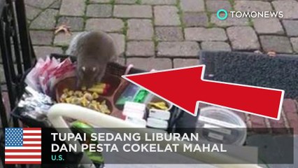 Descargar video: Tertangkap kamera tupai gemuk mencuri cokelat dan lip balm - TomoNews