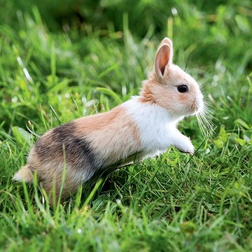 Top des animaux domestiques