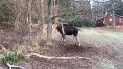 Şanlıurfalı Ozanlar Okul Okul Gezerek Madde Bağımlılıklarının Zararlarını Türkülerle Anlatıyor