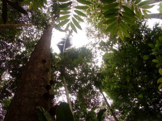 Prophetie par Johann Etienne aux Editions Ex AEquo