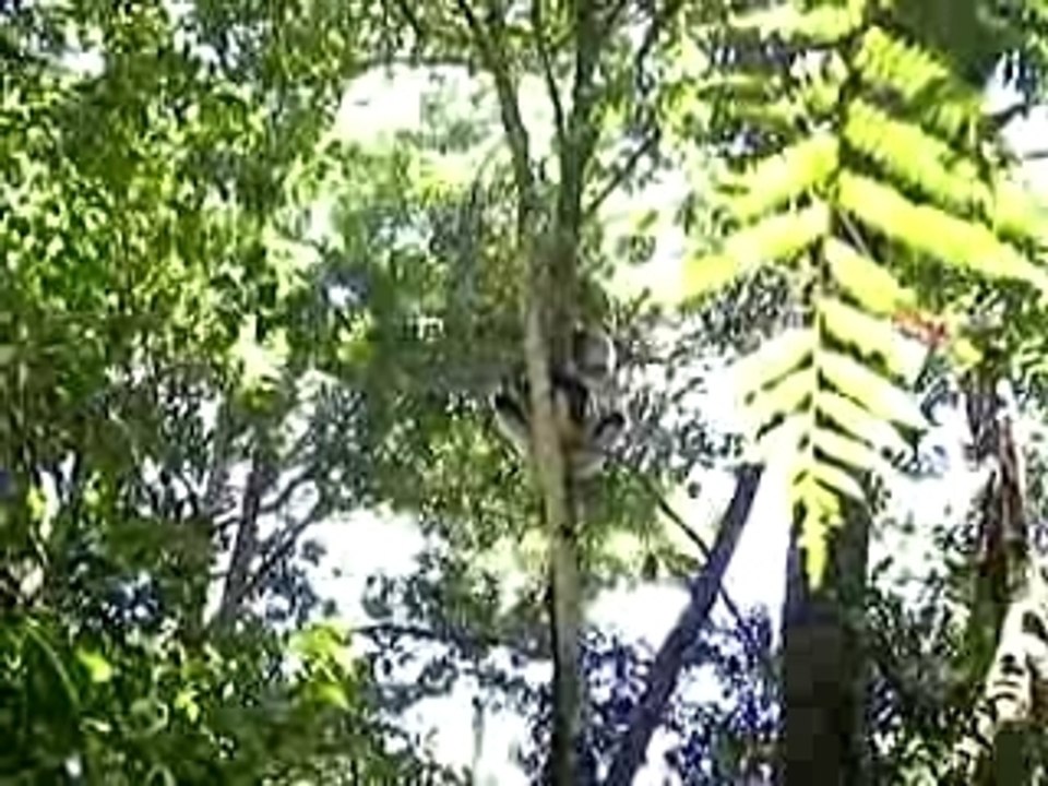Indri
