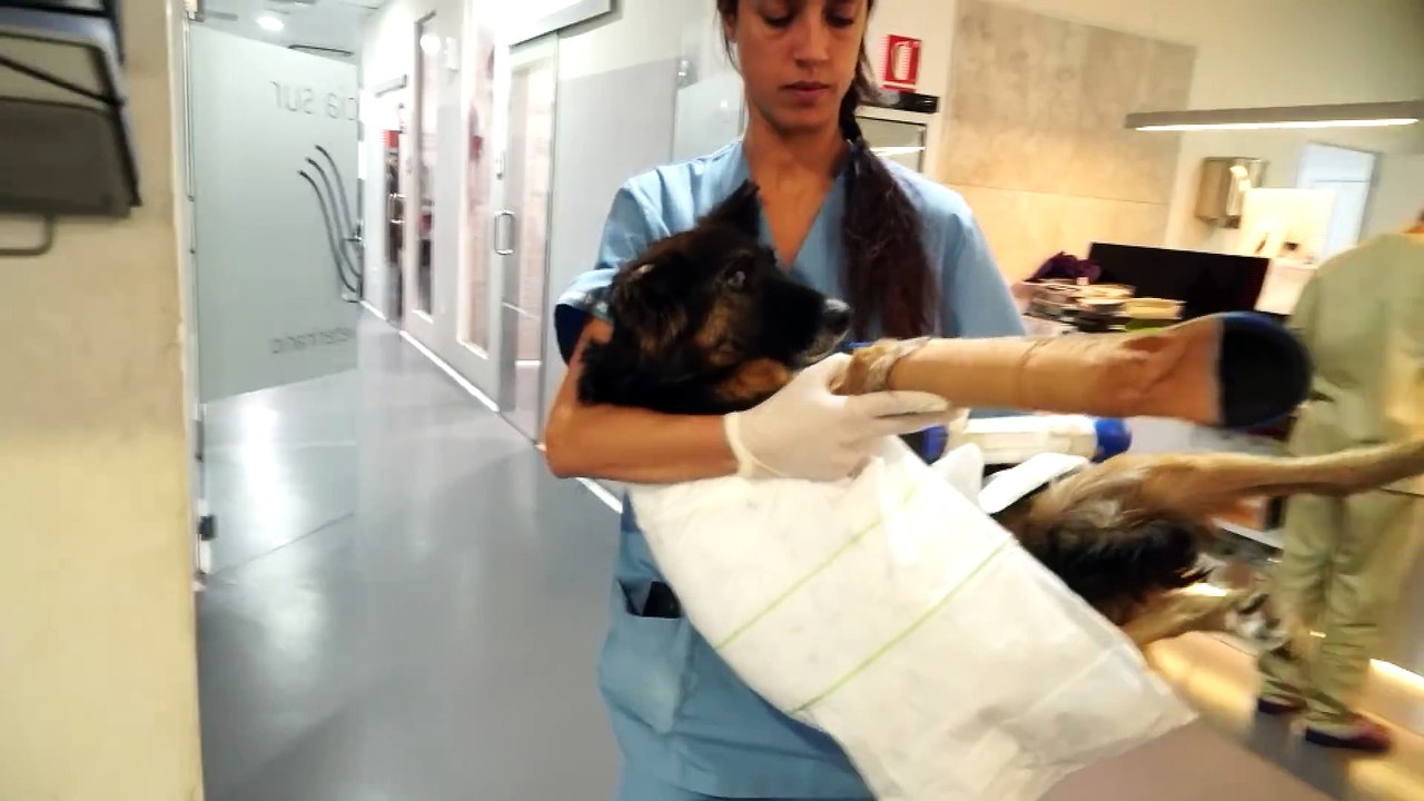 Cette chienne aveugle et gestante a été abandonnée dans les montagnes avec les deux pattes avant brisées…