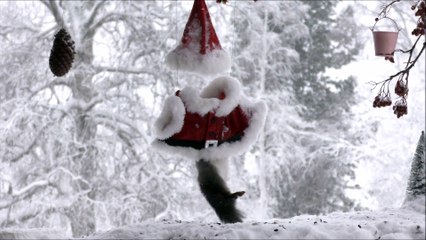Squirrel in Santa cloths