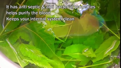 Neem Tea How I Lost 10 kg in 10 Days with Homemade Neem Tea Weight Loss Drink