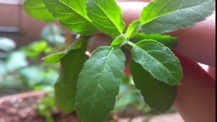 How i lost belly fat in 1 Week - Turmeric Tea