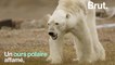 Le photographe qui a filmé un ours polaire agonisant raconte