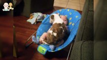 Puppy are best friend to grow up with baby - Cute Puppies and Babies Compilation