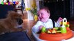Cute Puppies And Adorable Babies Compilation - Laugh TV