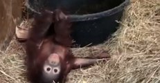 National Zoo's Young Orangutan Has Fun With Pine Shavings