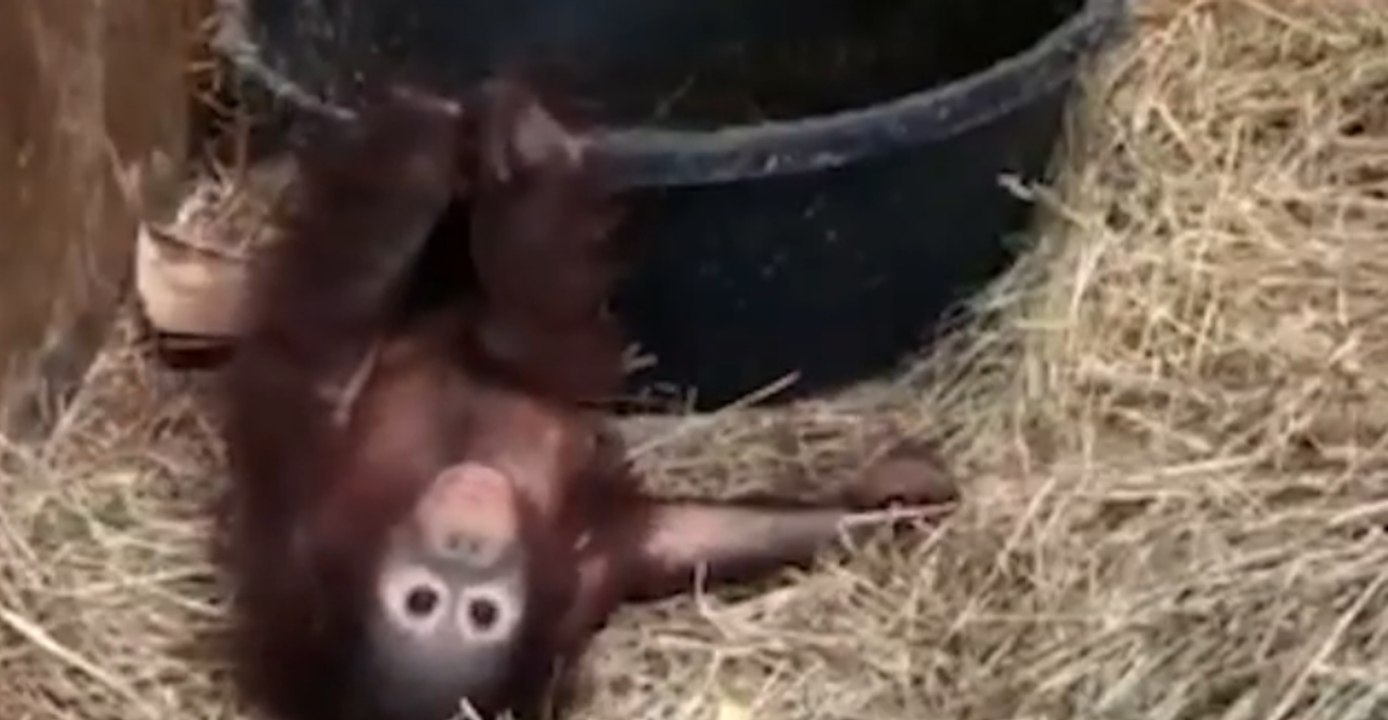National Zoo's Young Orangutan Has Fun With Pine Shavings