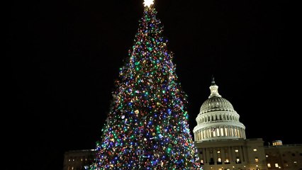 Weihnachtsbaum-Knappheit in den USA: "Menschen brauchen Bäume"