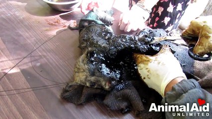 Ces chiots sont coincés dans du goudron et n'ont aucune chance de s'en sortir...