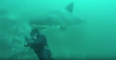 Enorme tubarão branco surpreende mergulhador pelas costa e 
