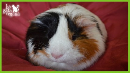 TODO SOBRE MI COBAYA SAKURA | SU HISTORIA, CARACTERÍSTICAS FÍSICAS Y EMOCIONALES