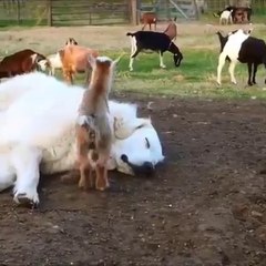 Impossible de dormir tranquille avec toutes ces chèvres... Adorable