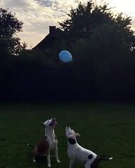 VID-20171004-WA0027