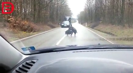 Des automobilistes sont bloqués à cause d’un couple