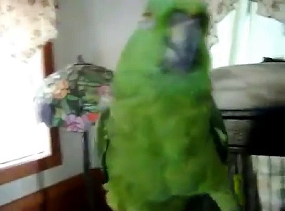Bird Sings