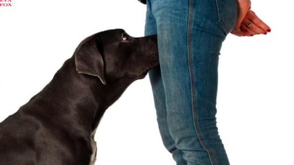 Why Dogs Smell Our Private Parties Awesome