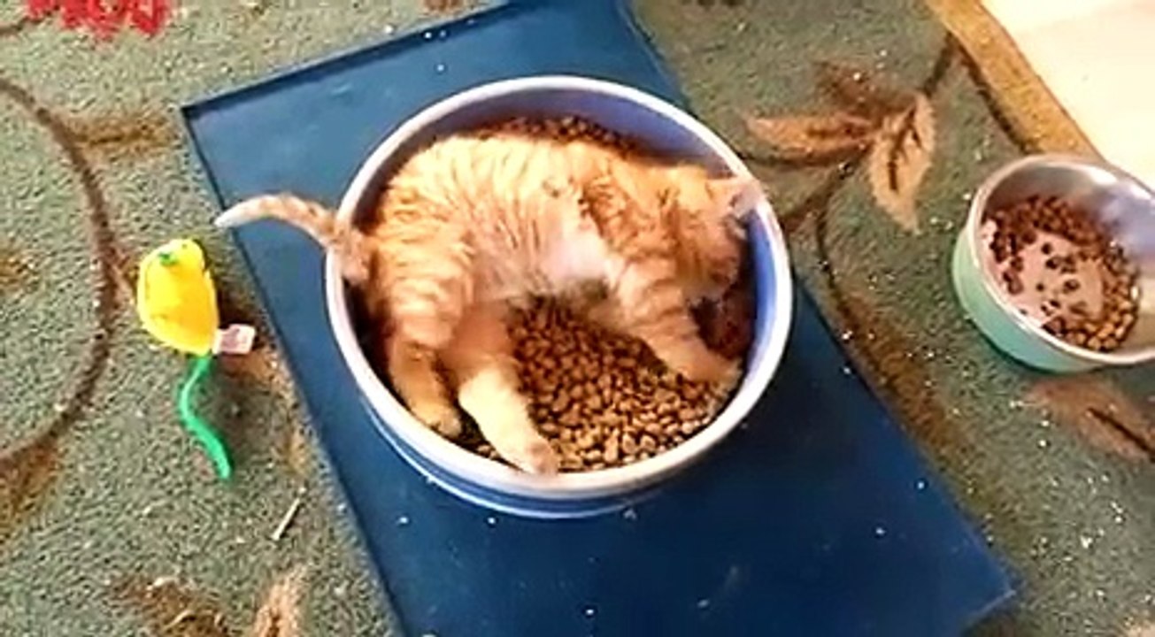 Un chat hyper content