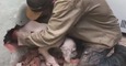 Rescuers Use Hammer to Free Puppy Trapped Between Two Brick Walls