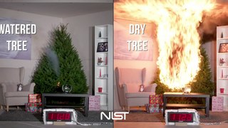 Watered Tree vs. Dry Tree : Don't joke at Christmas!